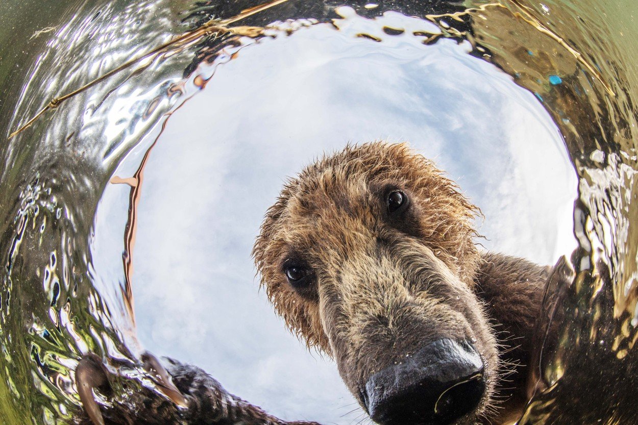Medve szelfizett a vízbe pottyant kamerával - fotók