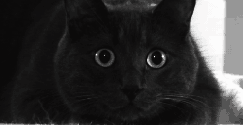 Ma van a fekete macskák világnapja