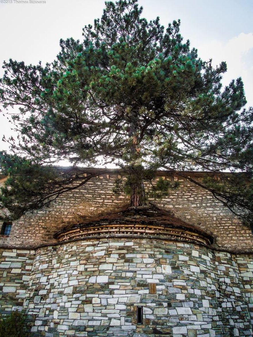 Elképesztő: százéves fa kanyarog ki a görög templomból