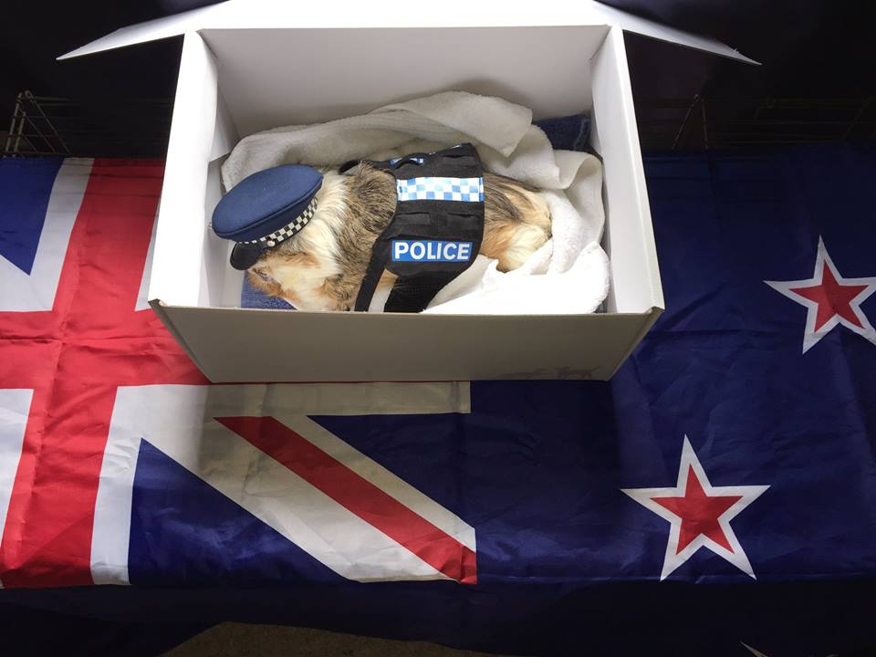 Gyász: elpusztult Új-Zéland rendőrségi tengerimalaca