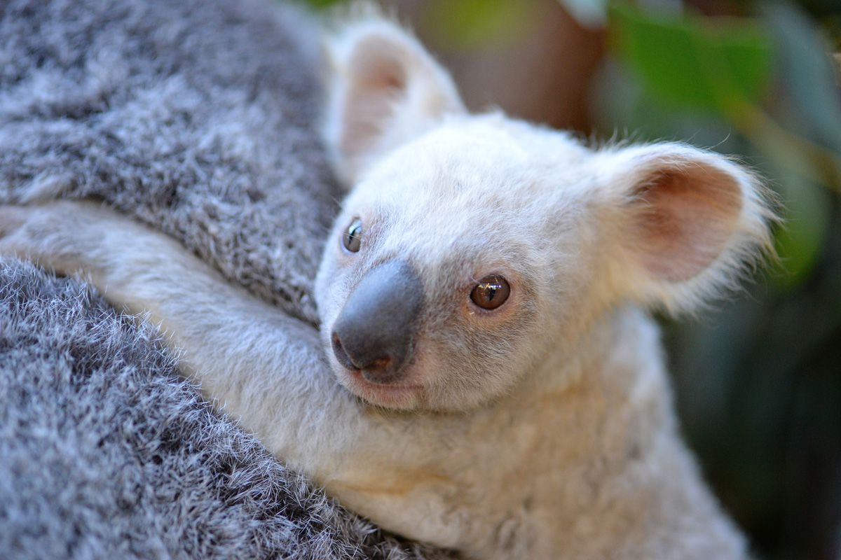 Ritka fehér koala született - cuki fotók