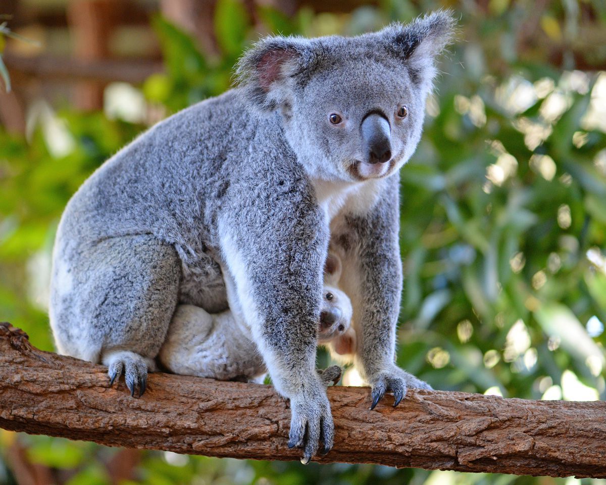 Ritka fehér koala született - cuki fotók