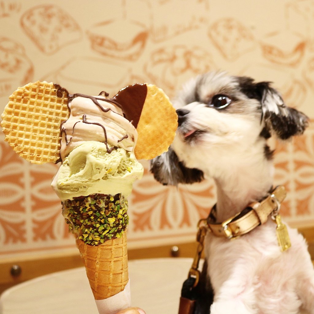 Az internet kedvenc kutyájának római vakációját te is megirigyelheted - cuki fotók