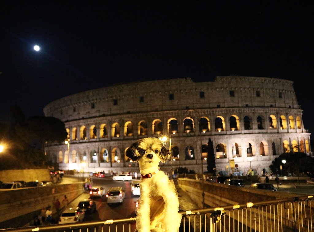 Az internet kedvenc kutyájának római vakációját te is megirigyelheted - cuki fotók