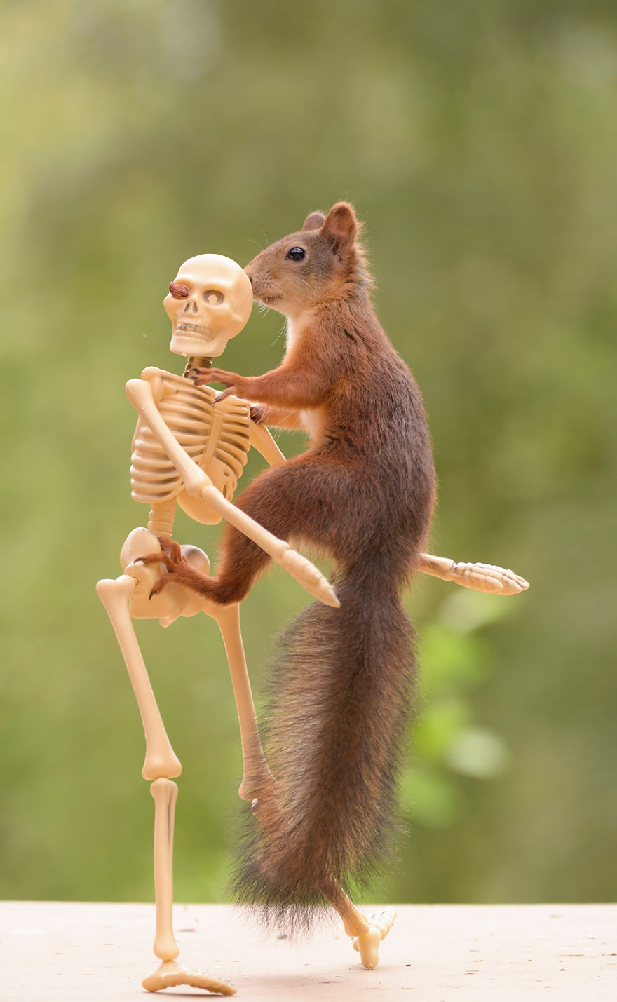 Cukiság: ilyen a Trónok harca mókusokkal
