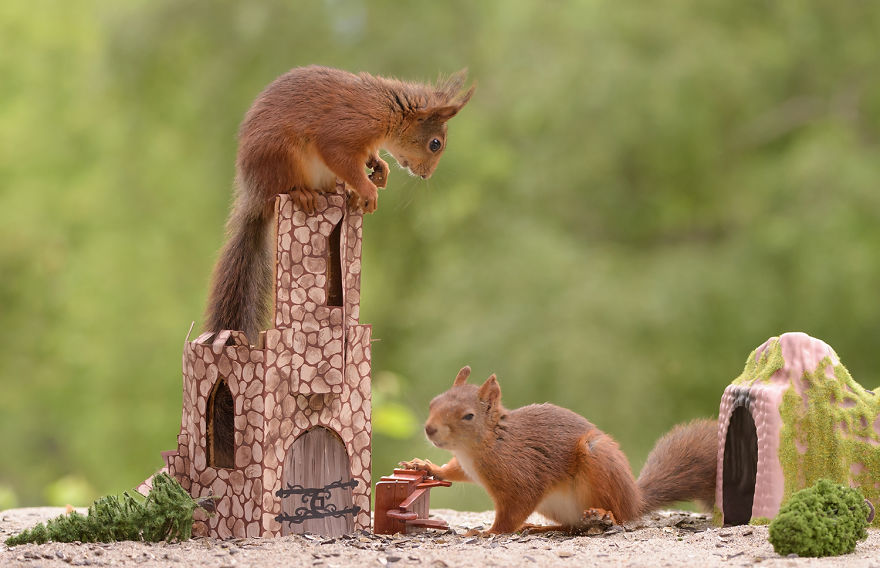 Cukiság: ilyen a Trónok harca mókusokkal