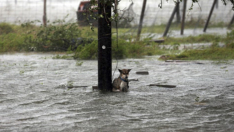 Szívszaggató fotók: kutyák, akiket magukra hagytak a Harvey hurrikán alatt