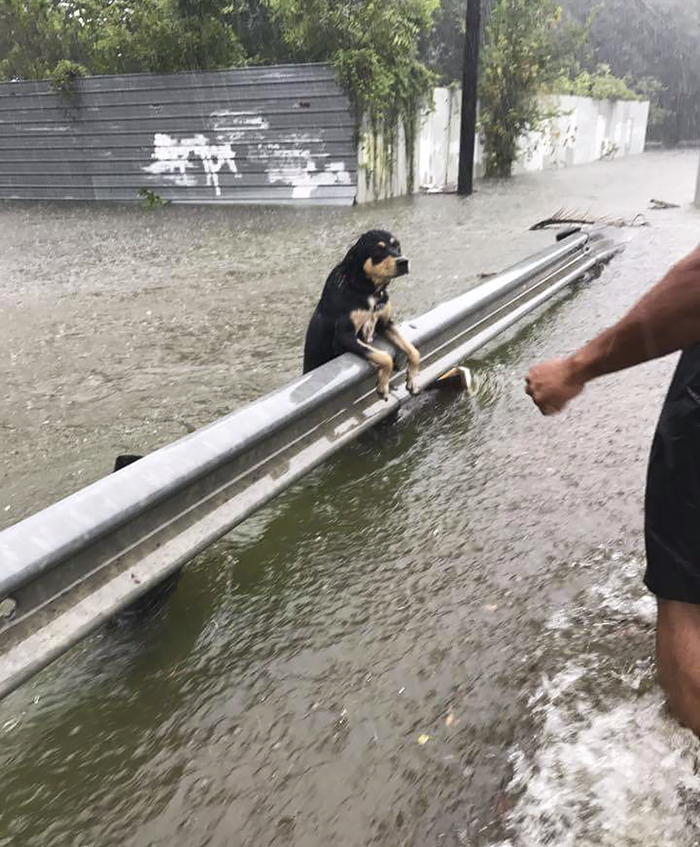 Szívszaggató fotók: kutyák, akiket magukra hagytak a Harvey hurrikán alatt