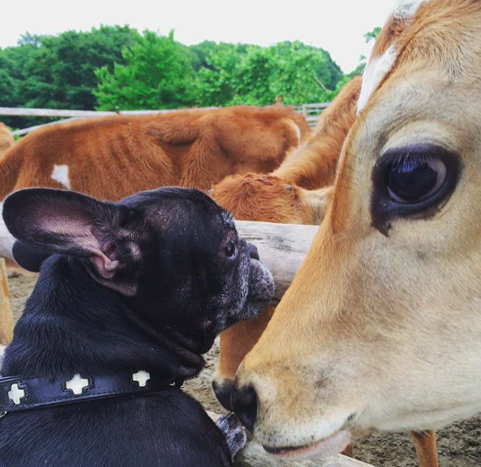 10 fotó, ami bebizonyítja, hogy a kutyák és a tehenek legjobb barátok