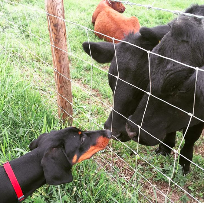 10 fotó, ami bebizonyítja, hogy a kutyák és a tehenek legjobb barátok