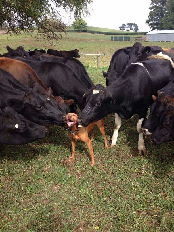 Íme a bizonyíték, hogy a tehenek csak nagyra nőtt kutyák
