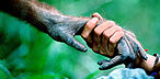 2011 az emberszabásúak éve az európai állatkertekben