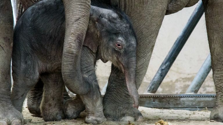 kis elefánt