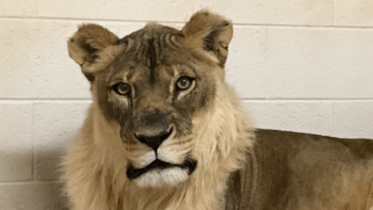 oroszlán sörény zsírégetés bevált gyors fogyás