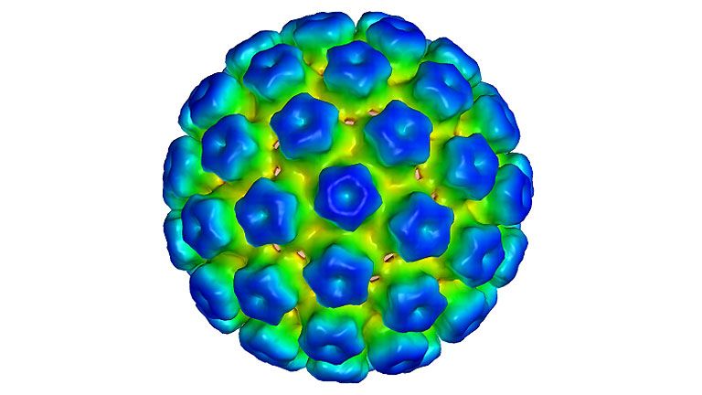 HPV kenet férfiak készítésében pinworms tver régió