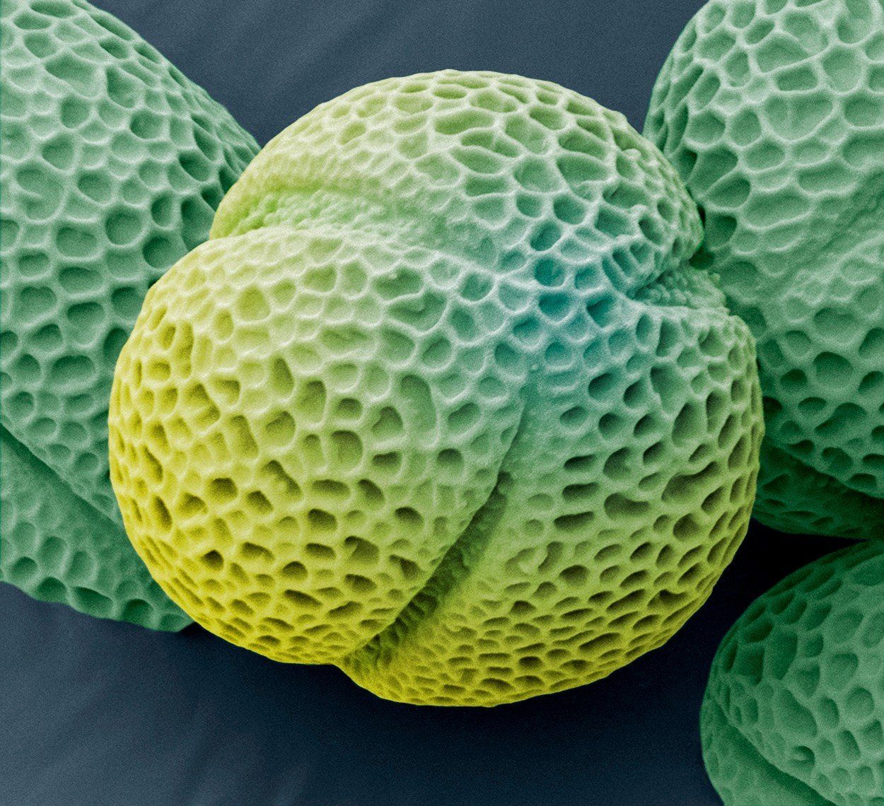 mikroszkóp, pollen nagyítás