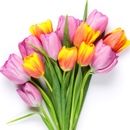 tulipán virágok személyiség teszt virágnyelv