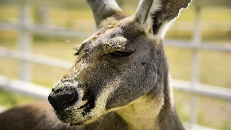 kenguru kődobálás kövezés halál állatkert kína