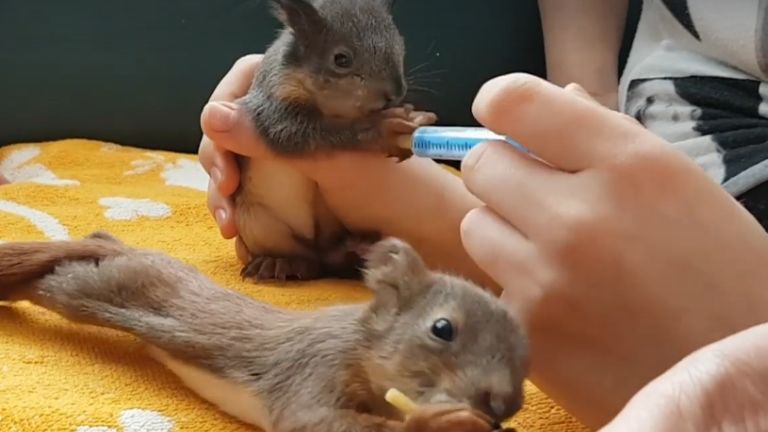kis mókusok (forrás: Madármentő Állomás Mályi FB)