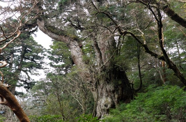a világ legöregebb fái
