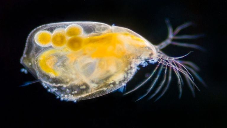 plankton (forrás: Flickr / Jasper Nance)