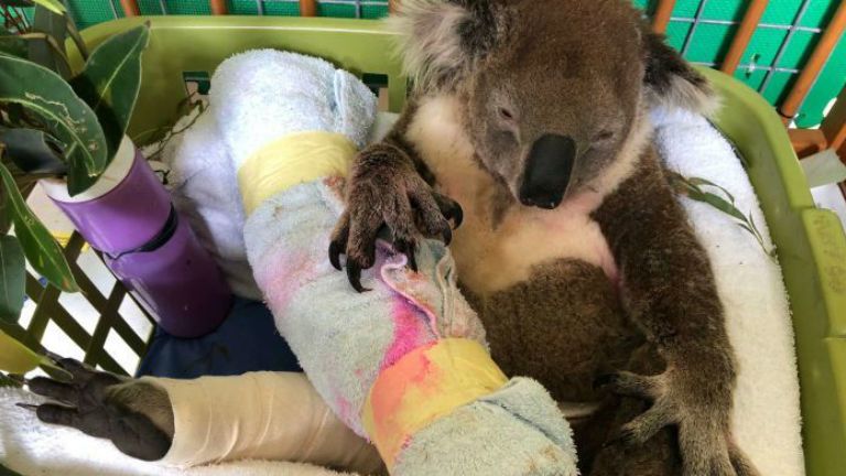 bruiser koala kutyatámadás gyógyulás akupunktúra