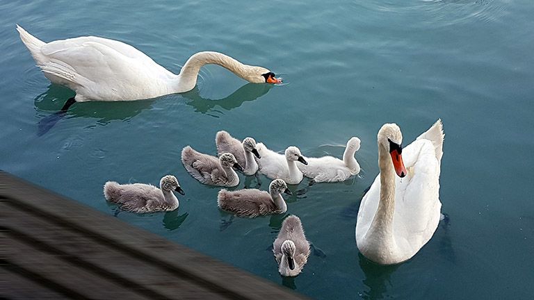 madáretetés Balaton tó