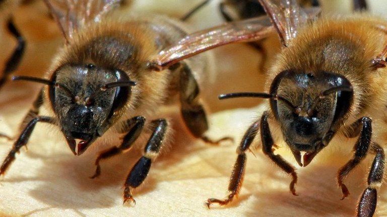 méhcsípés a szem elől