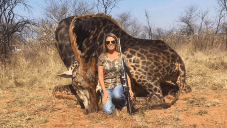 zsiráf trófea vadászat net