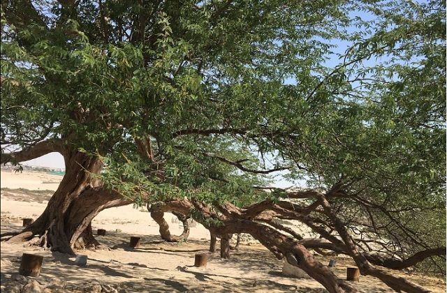 az elet faja bahrein kulonleges fa termeszet