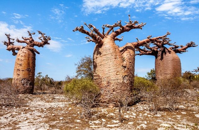 baobabfa majomkenyerfa fa termeszet