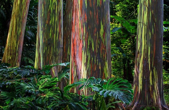 szivarvanytorzsu eukaliptusz fa termeszet