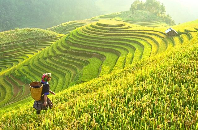 Laosz rizs rizsfold rizstermeles
