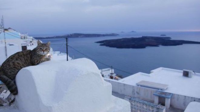 macska álommunka görög sziget