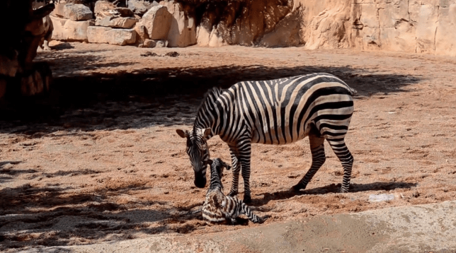 zebra életmentés videó