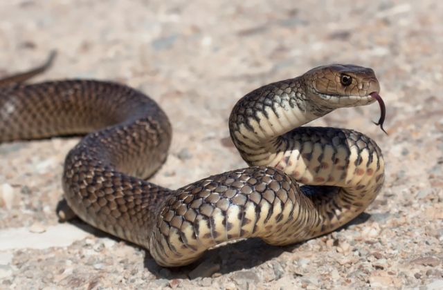 kígyó állatteszt személyiség félelem
