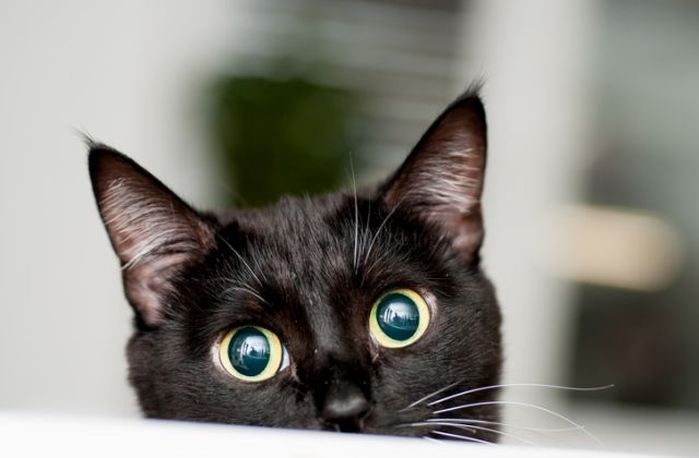 A macskáktól való félelem a jövőtől való félelemre utal (Thinkstockphotos)