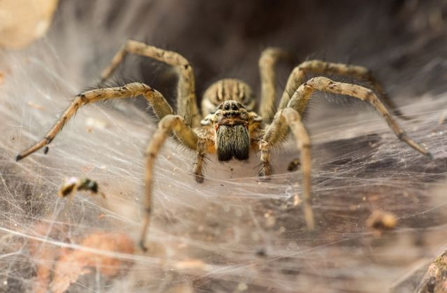 pók fóbia félelem személyiség