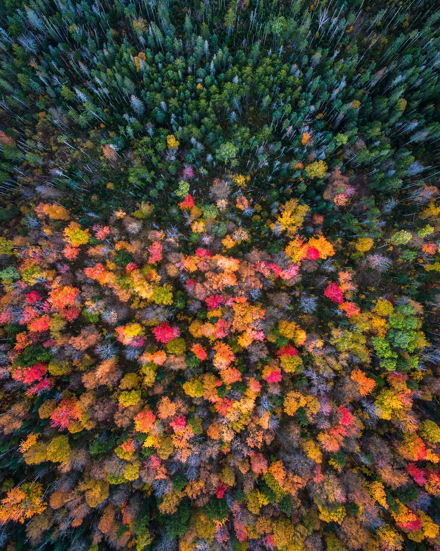 erdő, ősz