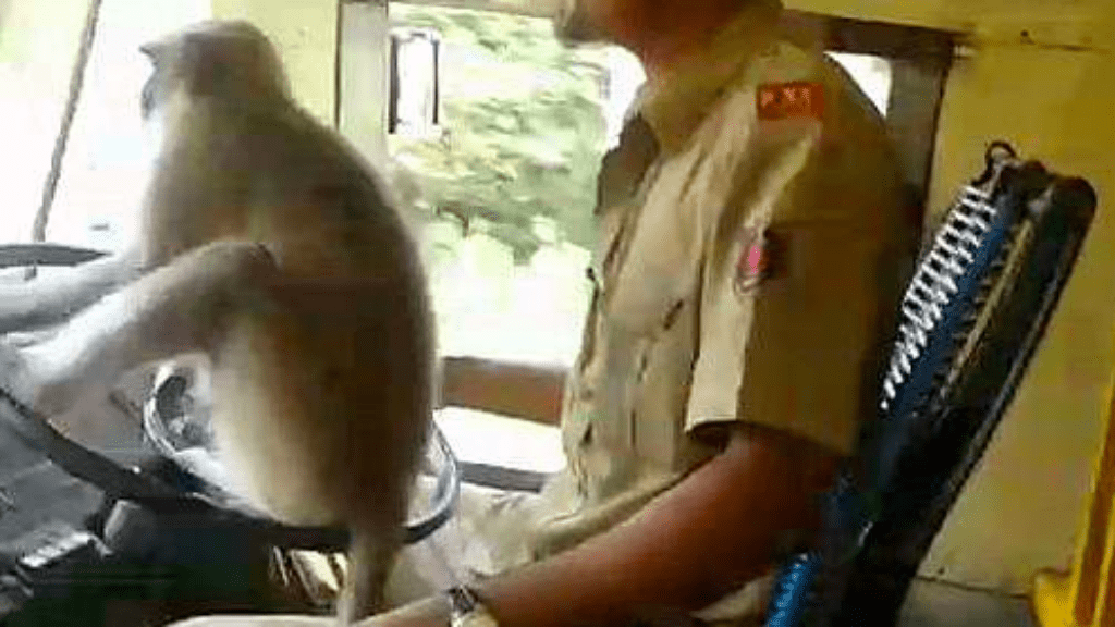 buszsofőr majom videó