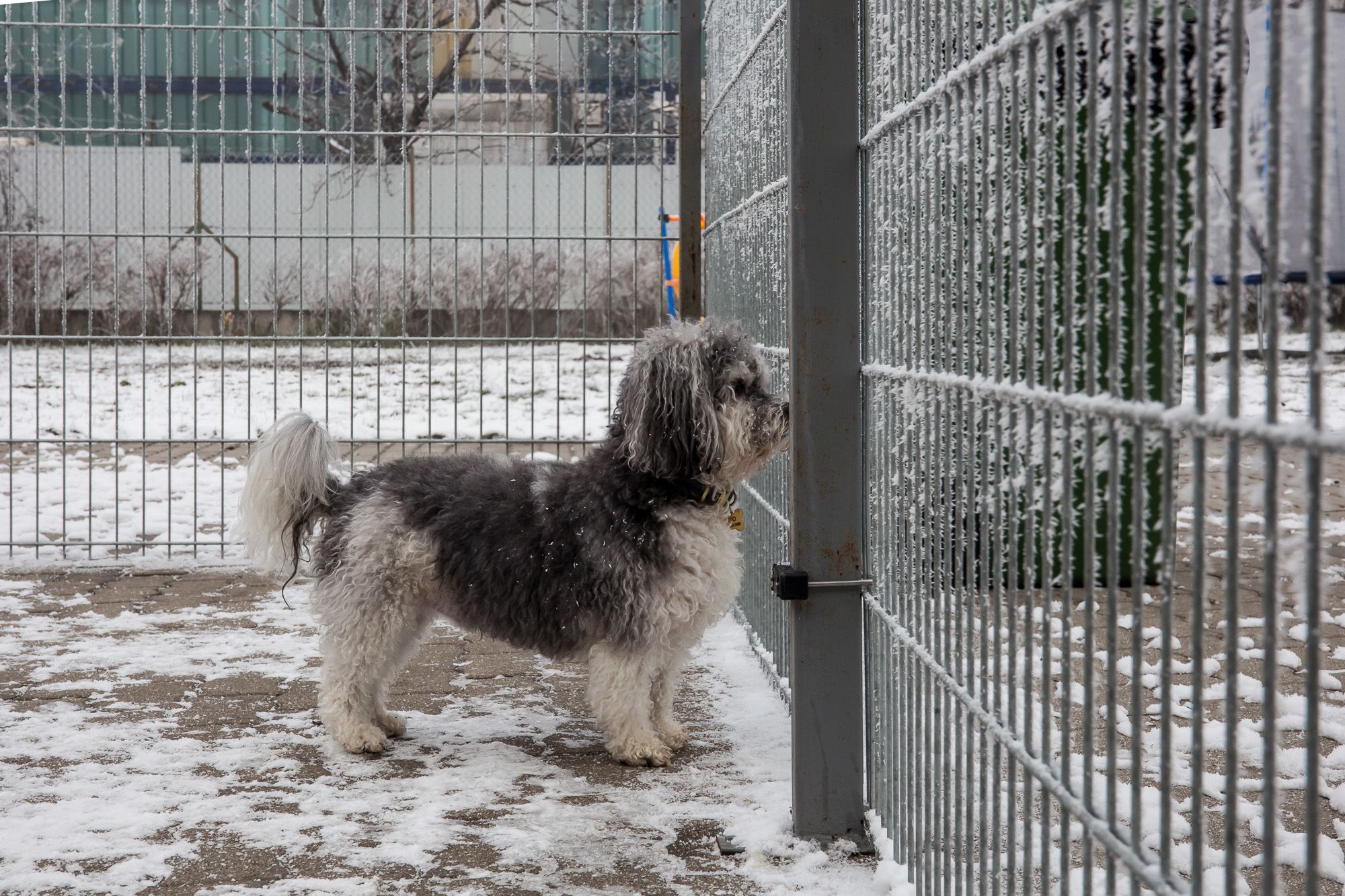 kutyapanzió - Fotó: Czvitkovits Judit