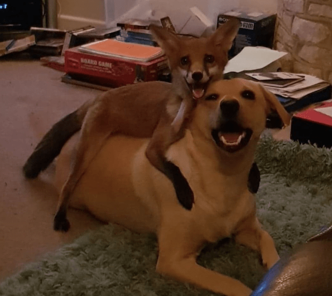 róka kutya barátság