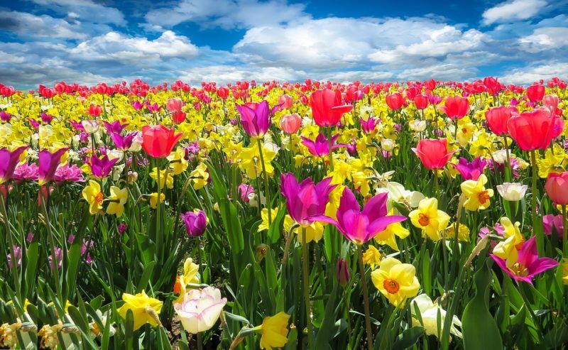 A tavasz csak a Facebookon ilyen (Fotó: Pixabay)