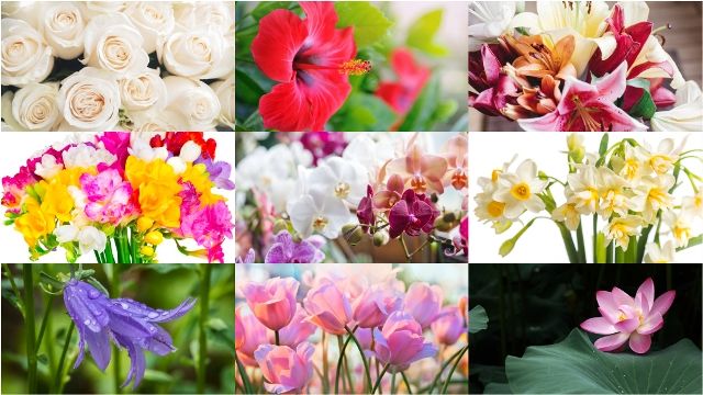 Melyik virágot választod? (iStock fotók)
