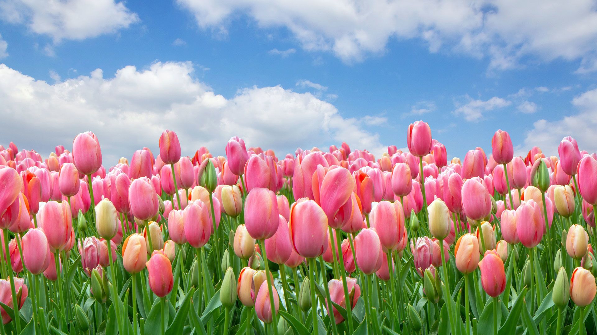 A rózsaszín tulipánok jobb kedvre derítenek (Fotó: iStockphoto)