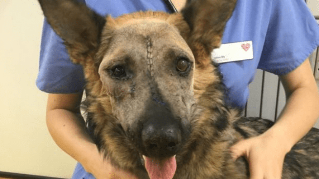 bella kutya állatorvos műtét