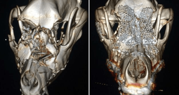 bella állatorvos műtét koponya