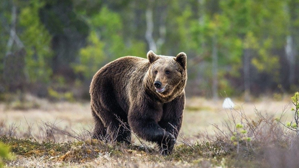 fogyókúrás medvék mi segít a testzsír elégetésében
