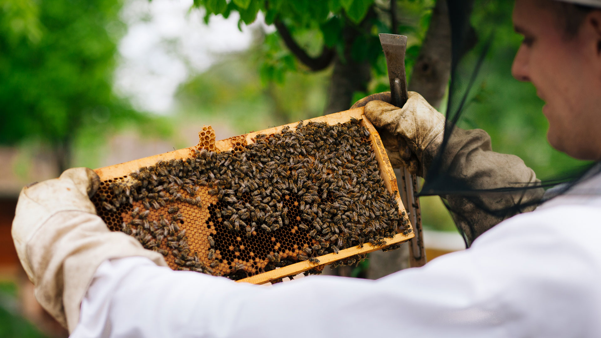 a méhek cukorbetegsége kezelése trofikus fekély diabetes