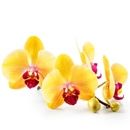 virágok személyiség teszt orchidea